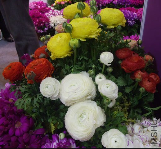 DSCF0072.JPG
