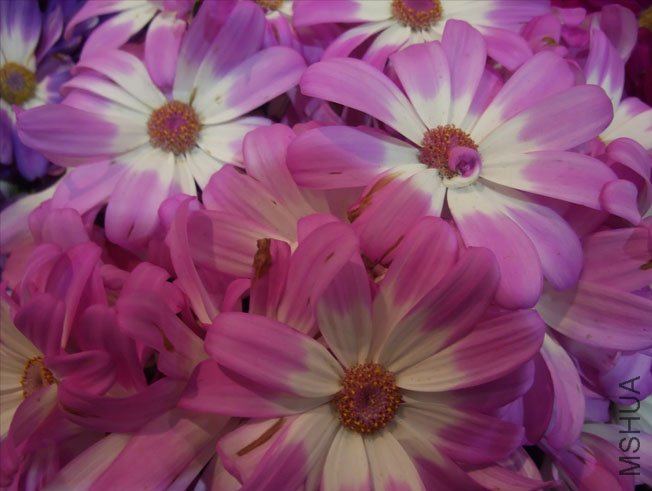 DSCF0078.JPG