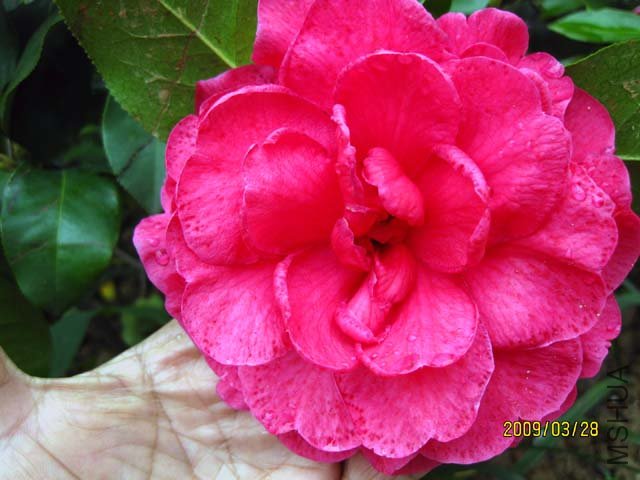 ����Ƥ��