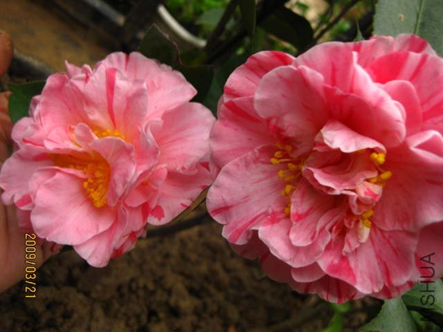 �����ǩҲģ���ˣ��ǻ����飬��ĵ����