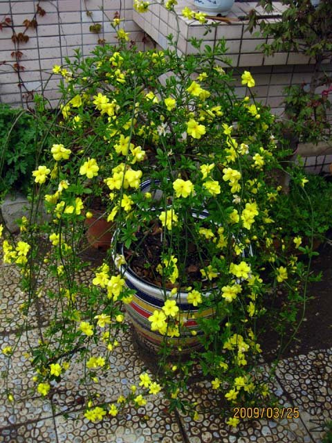 ��ɫ���ٲ�