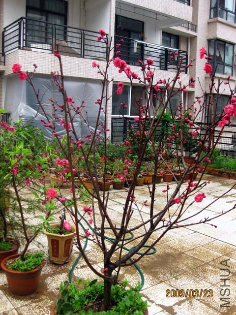 ��Ҷ�컨����