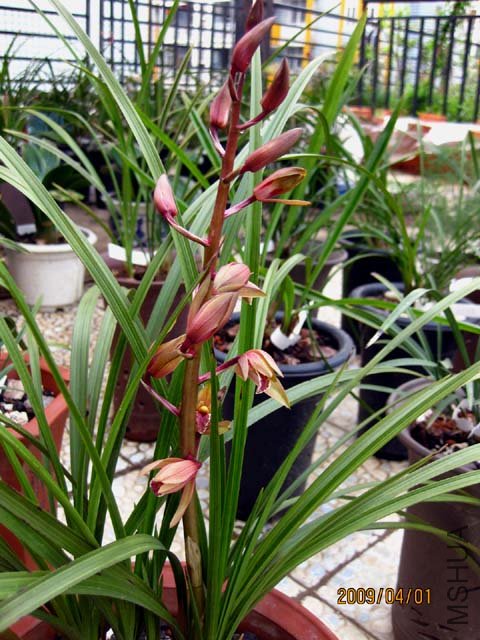 ������ɽ��������ɫ�Ļ�����������