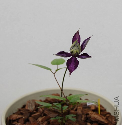 �������Ż���û��Ŷ