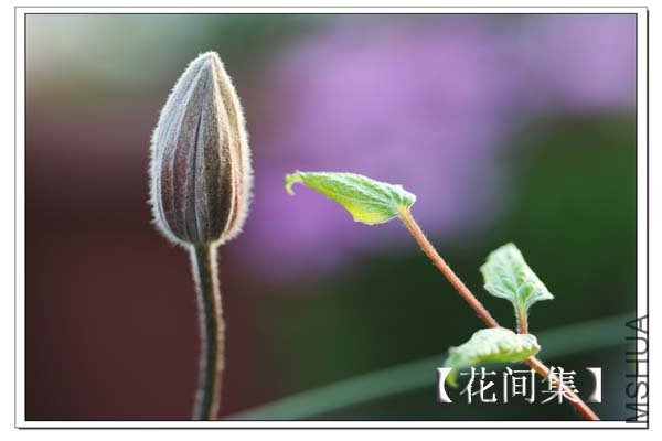 IMG_3737 ����.jpg