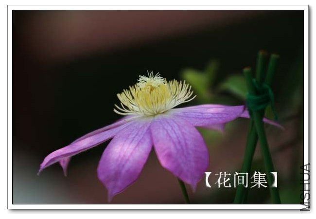 IMG_3654 ����.jpg