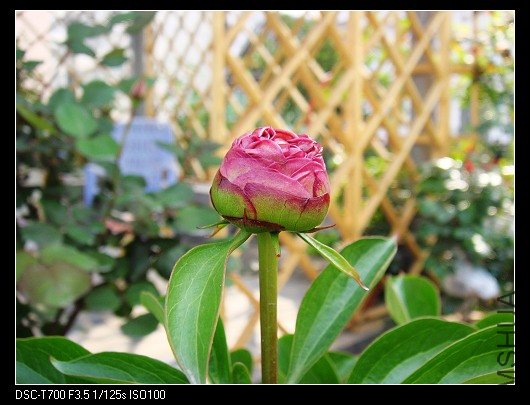 DSC00041.jpg
