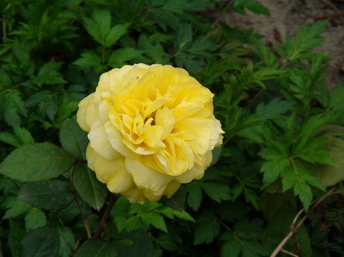 090408-961.jpg