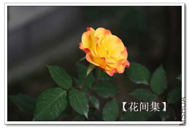 IMG_3585 ����.jpg