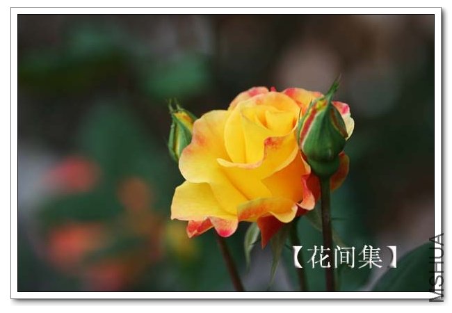 IMG_3798 ����.jpg