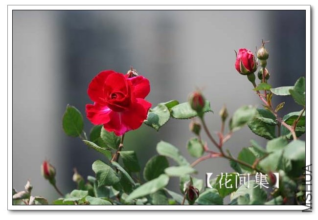 IMG_3674 ����.jpg