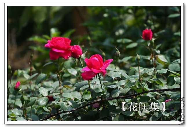 IMG_3648 ����.jpg