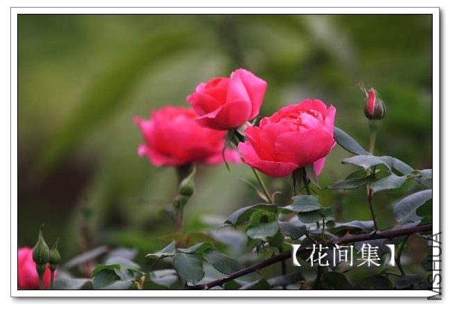 IMG_4598 ����.jpg