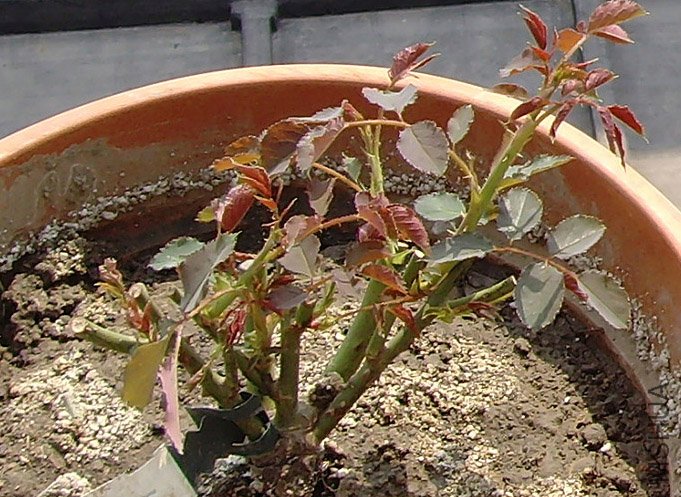 SNV32952.jpg