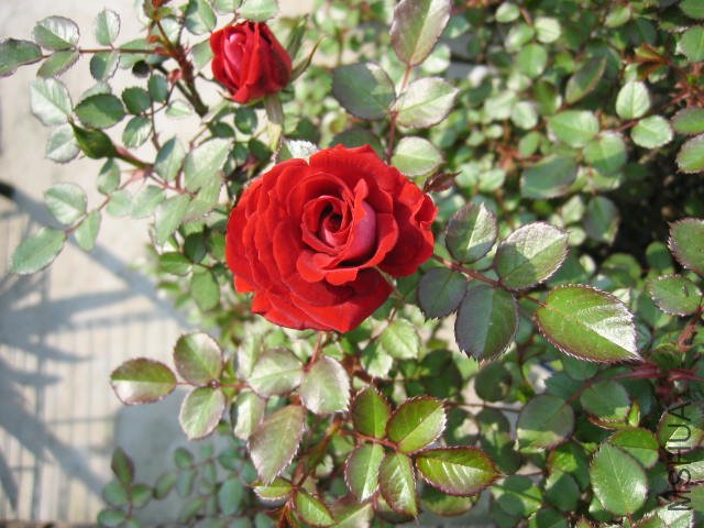 ��Ƭ090409 002.jpg