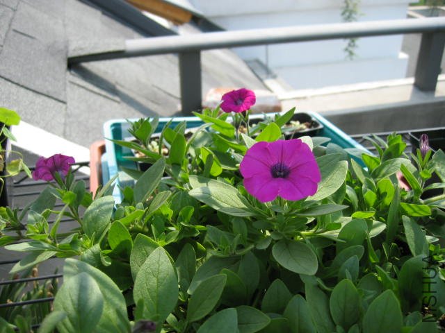 ��Ƭ090409 003.jpg