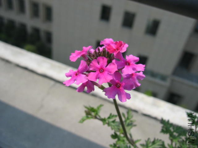 ��Ƭ090409 005.jpg