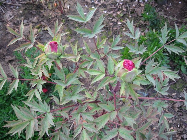 ��Ƭ 022_��С��С.jpg