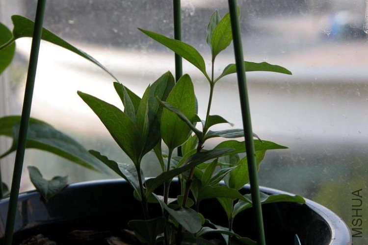 09.4.7Bluish violet.JPG