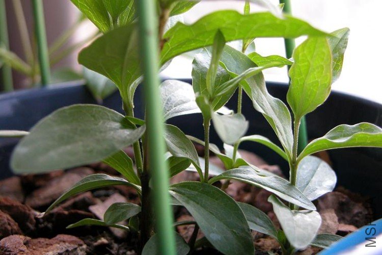 09.4.7Bluish violet.�����˼�ѿ����JPG.JPG