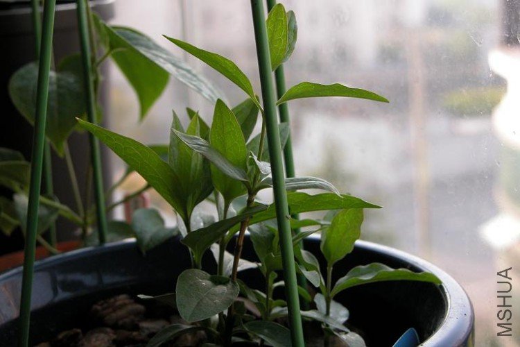 09.4.7Bluish violet..JPG