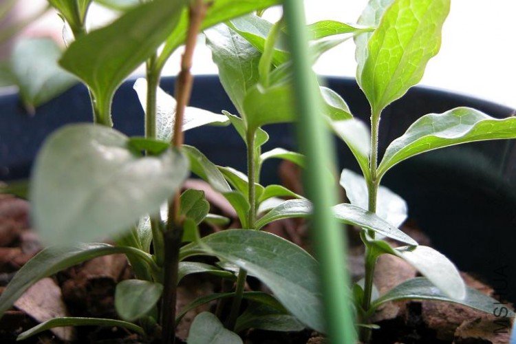 09.4.7Bluish violet�����˼�ѿ����JPG.JPG