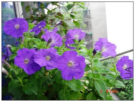 ��İٿ��������ɫţ