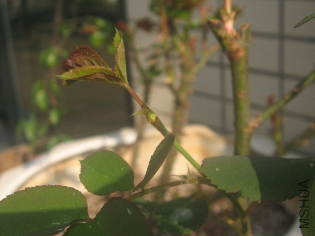 IMG_1893.JPG