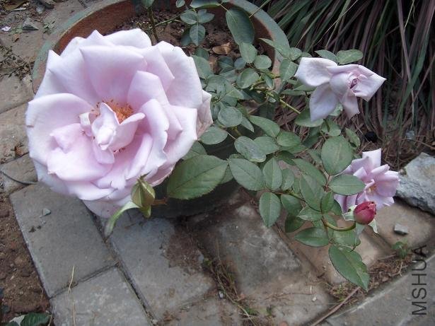 S73R0750.JPG