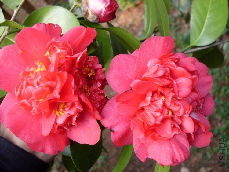 ��������