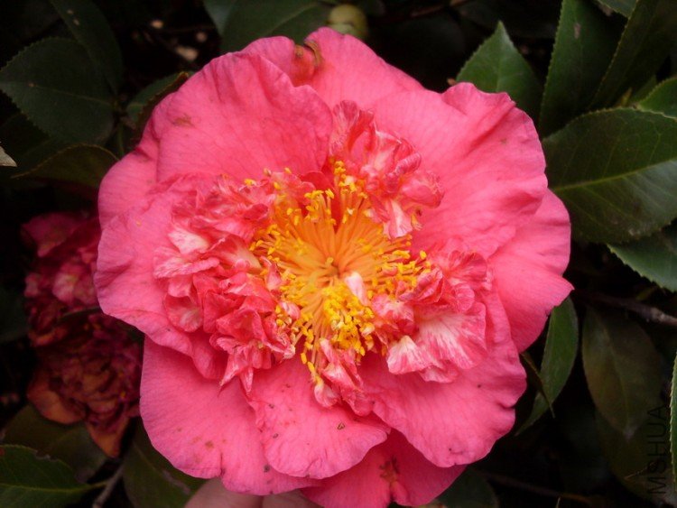 ��������