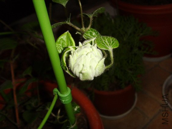 ���� SSL27599.jpg