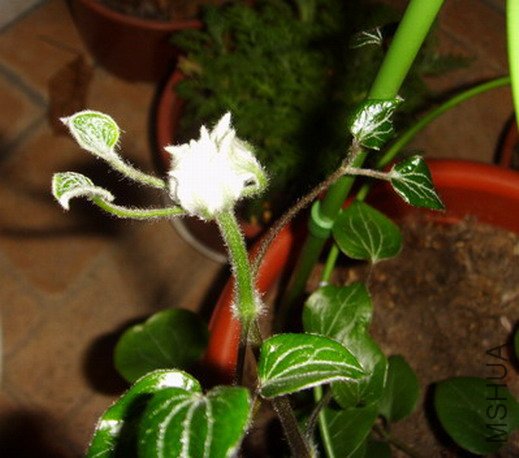 ���� SSL27313.jpg