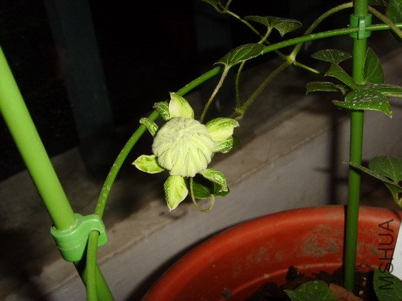 ���� SSL27607.jpg