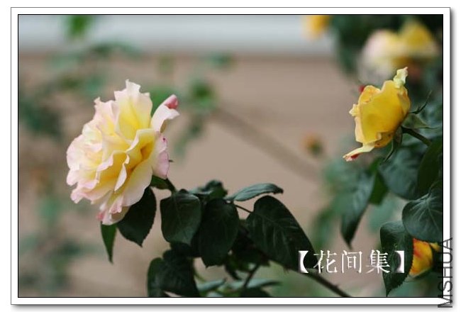 IMG_3804 ����.jpg