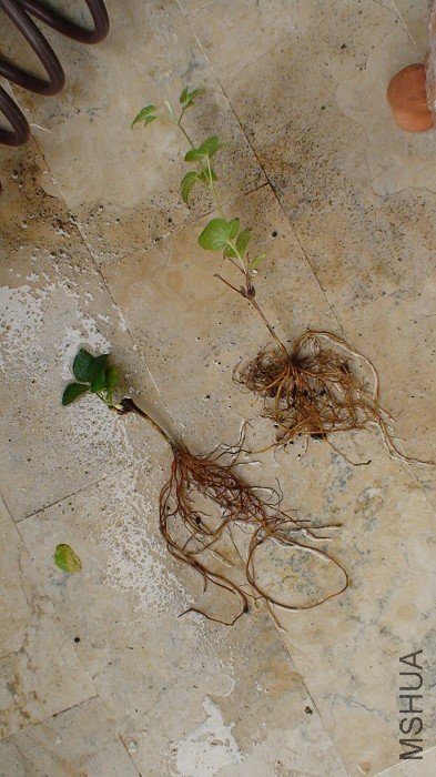 ����ҵ�����ʹҲ�������˳��������ȶԣ��������õ�ȫ��