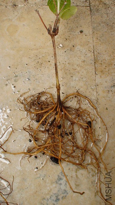 ��ϵ��ѿ����д������ֻ���һ֦����������ѿ��