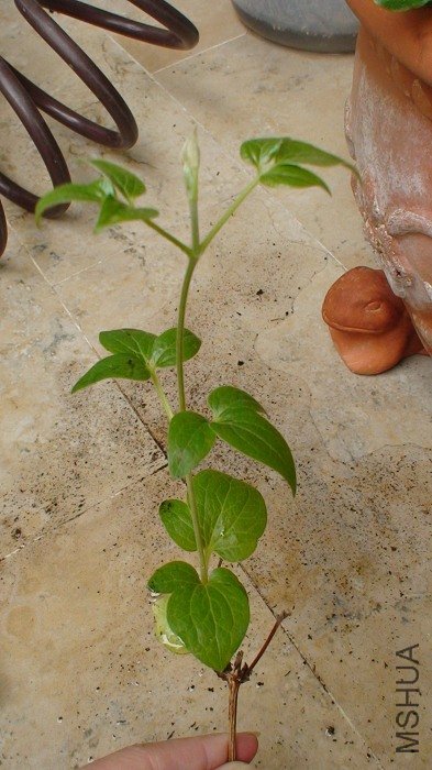 ֲ���ϲ������ӣ��Ѿ����������͵�����