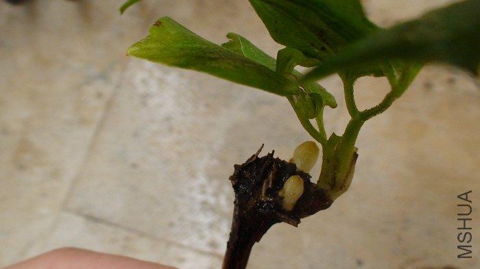 ����ʹ���������һ��һС������ѿ���ѳ�����ѿֻ��Ҷ��һ�������˶�û�ܳ��֦����