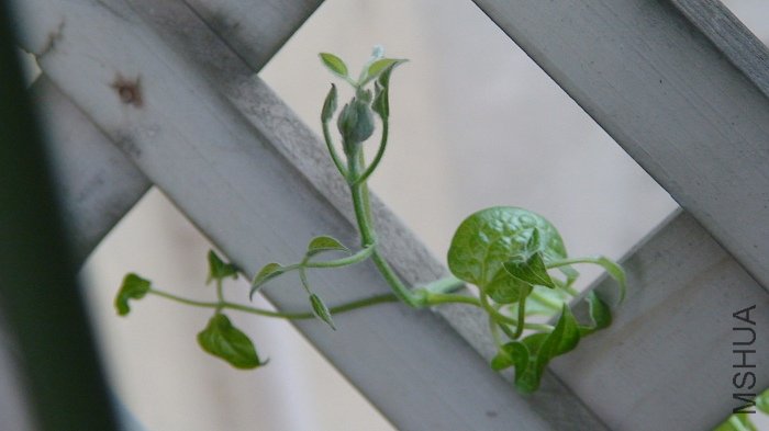 ��õ���ý�����֦���Ķ����ִ���һ�����������ҷ�����������ֳ��ִֵĴ��ѿ�󣬻�����֦��������ժ�ˡ�