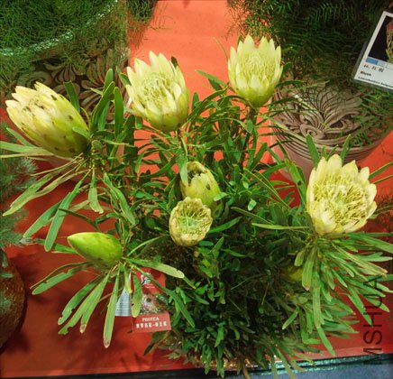 DSCF0110.JPG