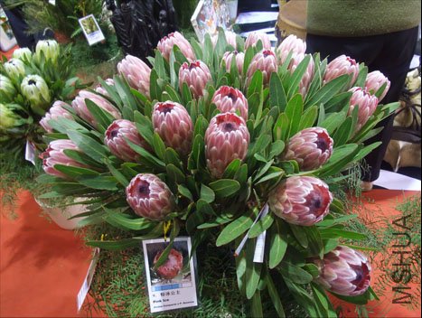 DSCF0115.JPG