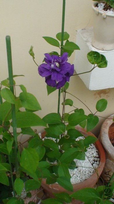 ����ȫ���գ���ʱ�����ĵڶ���ͱ����¸������ã�����ֻ��һ��֦��Ǥ�壡