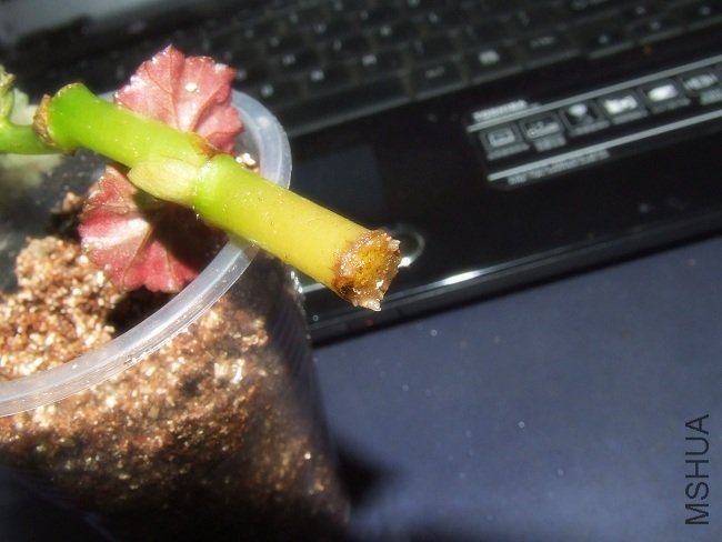 DSCF2673.JPG