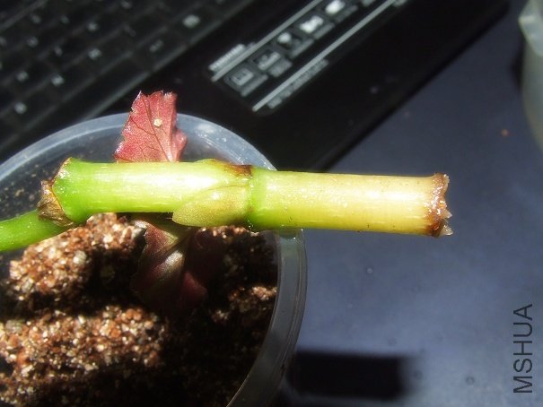 DSCF2677.JPG