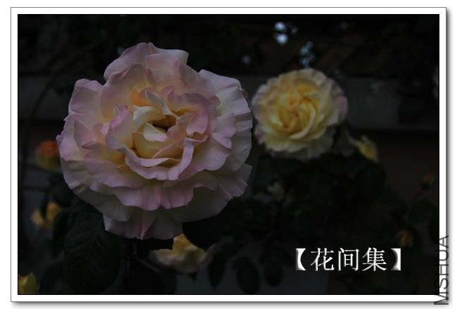 IMG_4960 ����.jpg