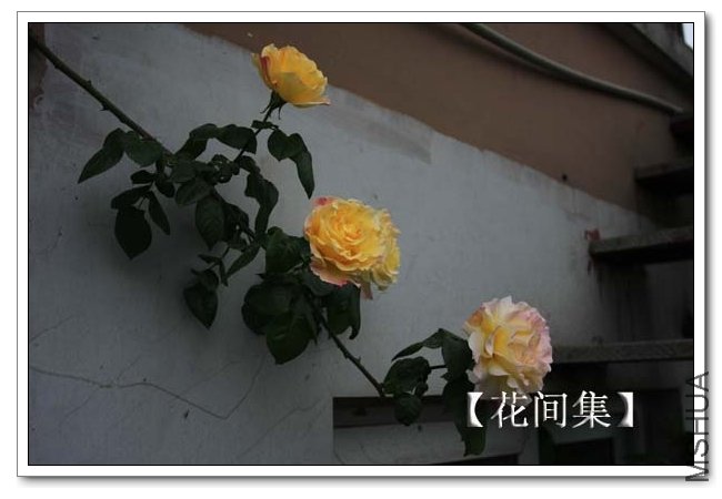 IMG_4962 ����.jpg