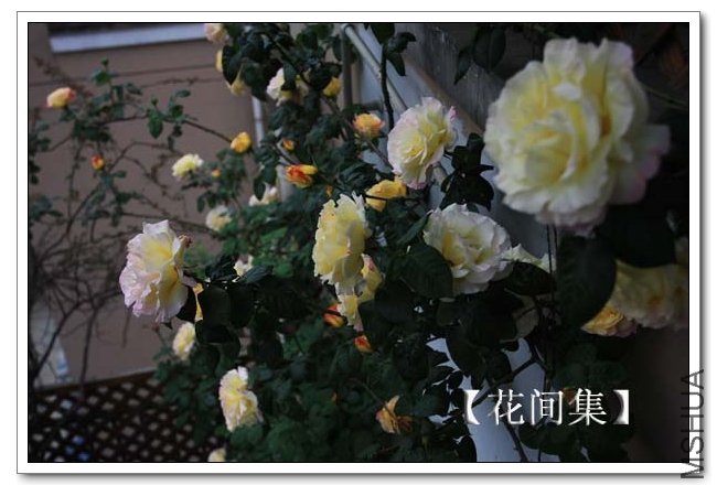 IMG_4958 ����.jpg