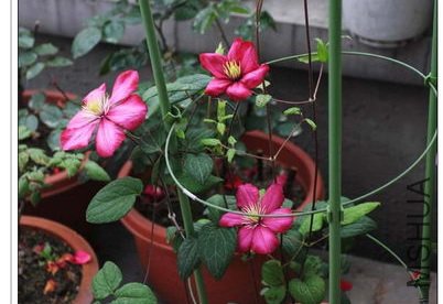 IMG_4956 ����.jpg