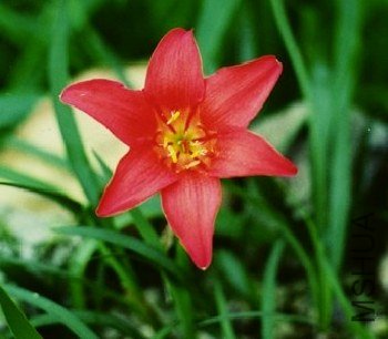 Cyrtanthus sanguineus.jpg